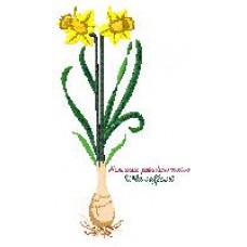 Picture f "Wild Daffodil"